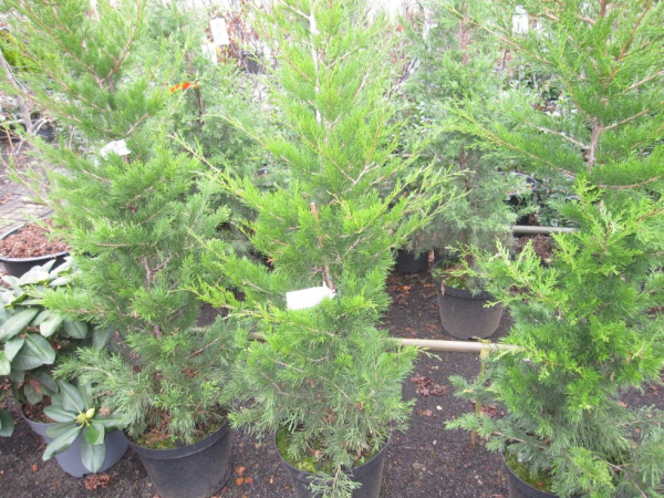 Juniperus vir. Canaertii